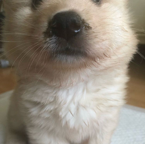 생존률 10%의 가능성과 싸우고 있는 달리에게 희망이 되어주세요... | 인스티즈