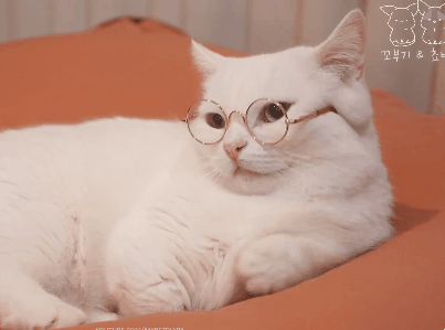 고양이 + 안경 | 인스티즈