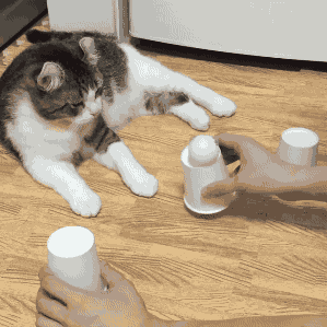 똑똑한 고양이들.jpg | 인스티즈