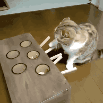 고양이 홧병나는 짤 | 인스티즈