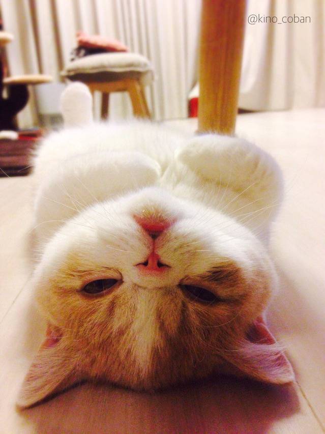 처음으로 바닥난방을 경험한 냥이 | 인스티즈