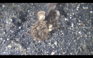 바다 바닥에 사는 흔한 생물 | 인스티즈