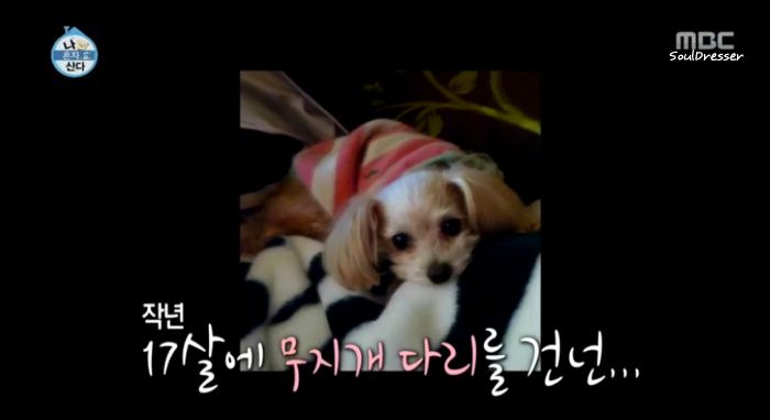 [나혼자산다] 전현무와 17살 반려견 또또 이야기.jpg | 인스티즈