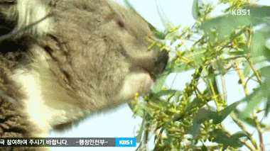 엄마의 응가먹는 아기코알라.gif | 인스티즈