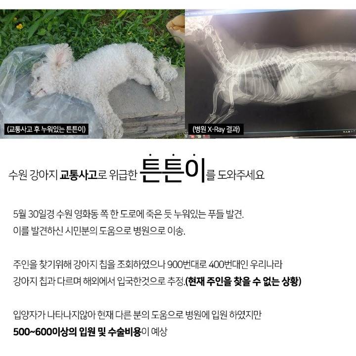 뺑소니 당한 강아지의 수술비를 모금중입니다ㅠㅠㅠ | 인스티즈