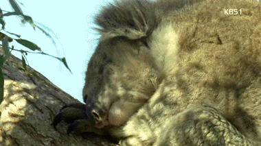 엄마의 응가먹는 아기코알라.gif | 인스티즈