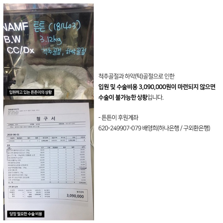 뺑소니 당한 강아지의 수술비를 모금중입니다ㅠㅠㅠ | 인스티즈