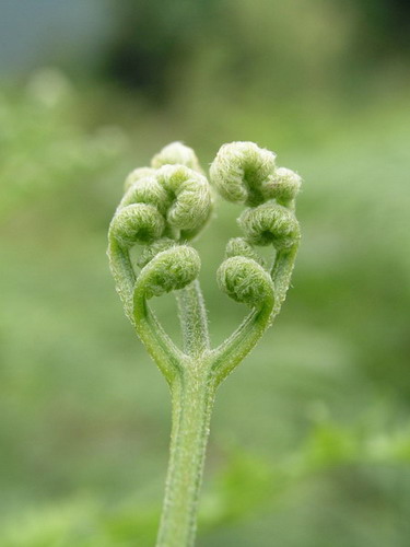 아기 손을 왜 고사리 손이라고 부를까? | 인스티즈
