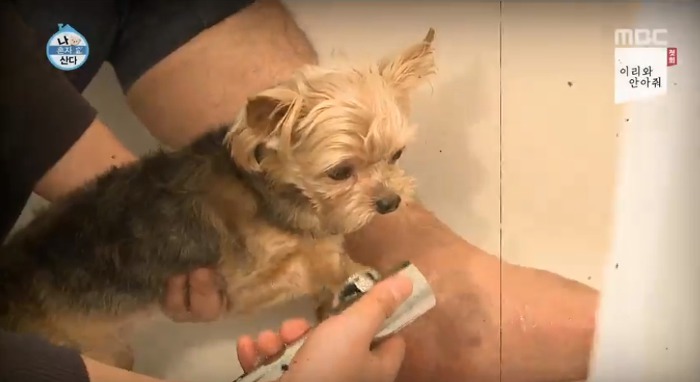 [나혼자산다] 전현무와 17살 반려견 또또 이야기.jpg | 인스티즈