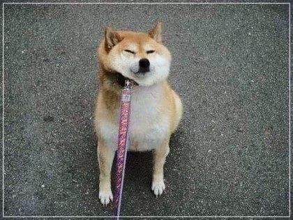 시바견 보고 가세여 | 인스티즈