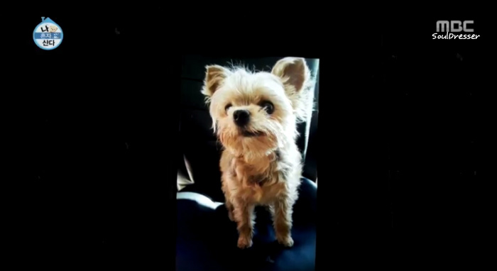 [나혼자산다] 전현무와 17살 반려견 또또 이야기.jpg | 인스티즈