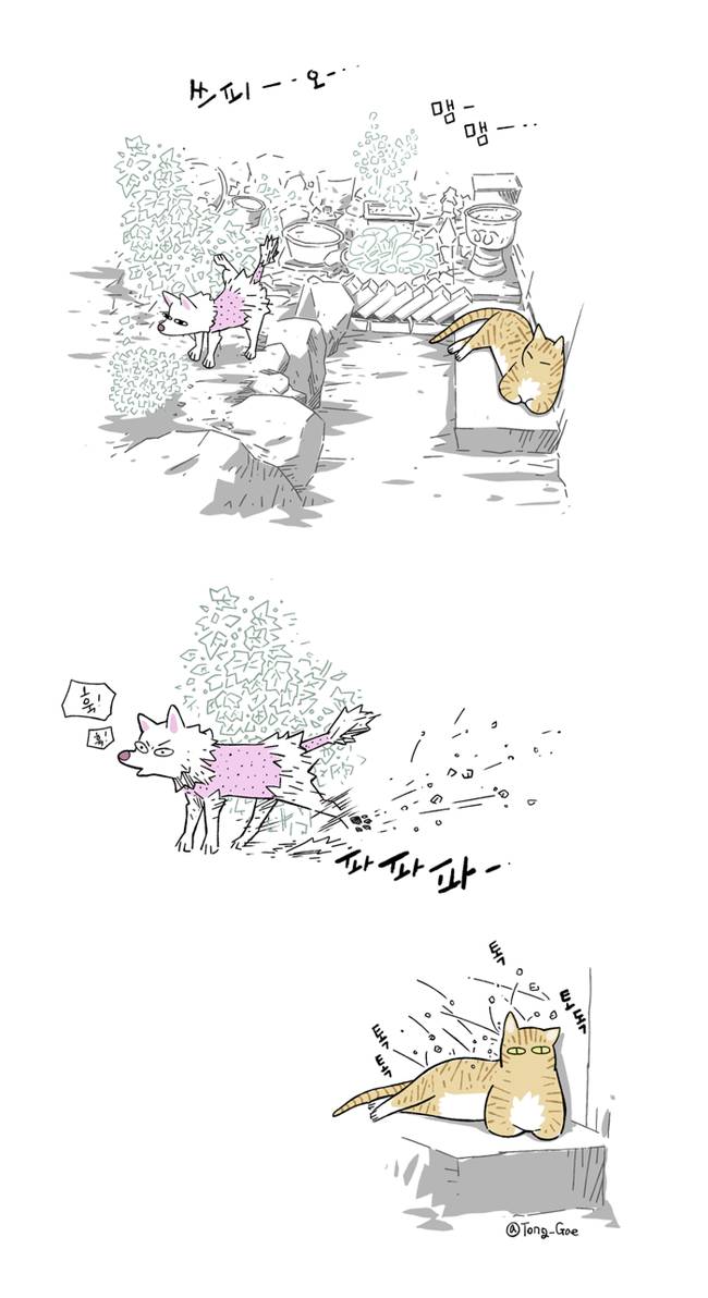 고양이 여덟마리와 살았다 | 인스티즈