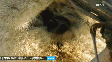 엄마의 응가먹는 아기코알라.gif | 인스티즈