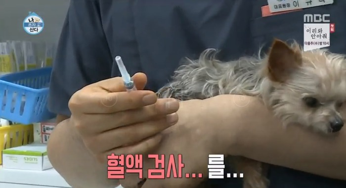 [나혼자산다] 전현무와 17살 반려견 또또 이야기.jpg | 인스티즈