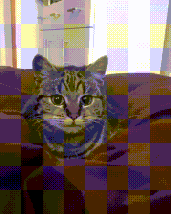 고양이 돌격 자세..이럴때 조심 | 인스티즈