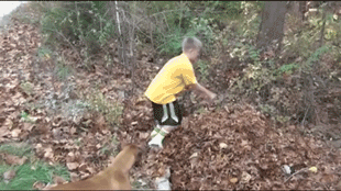 주인 따라가는 강아지.gif | 인스티즈