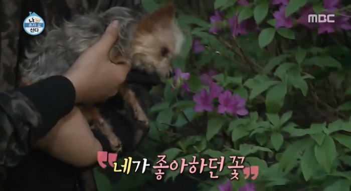 [나혼자산다] 전현무와 17살 반려견 또또 이야기.jpg | 인스티즈