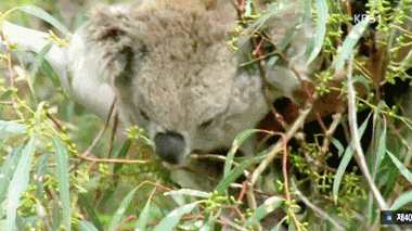 엄마의 응가먹는 아기코알라.gif | 인스티즈