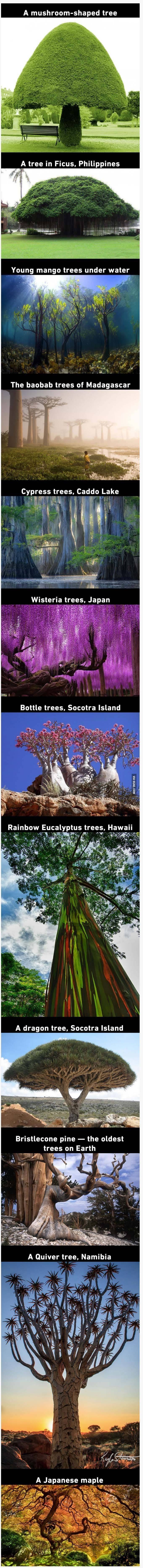 세계의 이색적인 나무.bgm | 인스티즈