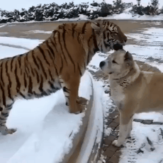 냥이와 멍뭉이의 우정 | 인스티즈