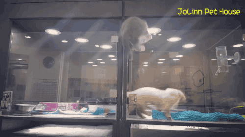 펫샵 유리벽이 답답했던 냥냥이와 댕댕이 | 인스티즈