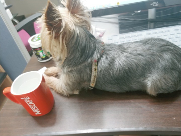 고양이가 되고 싶었던 댕댕이 | 인스티즈