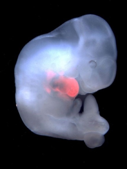 인간-돼지 잡종 실험 성공 | 인스티즈