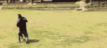 흔한 애완동물.gif | 인스티즈