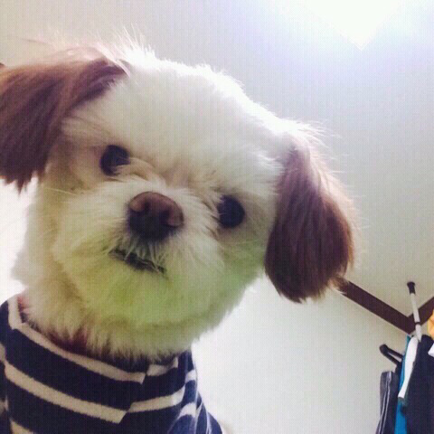 보면 기분좋아지는 댕댕이들 | 인스티즈