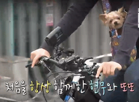 [나혼자산다] 전현무와 17살 반려견 또또 이야기.jpg | 인스티즈