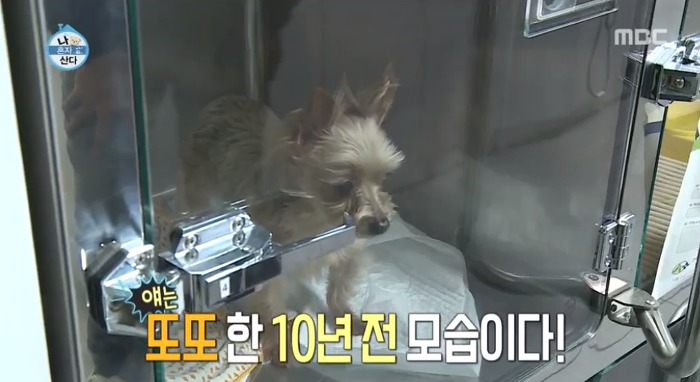 [나혼자산다] 전현무와 17살 반려견 또또 이야기.jpg | 인스티즈