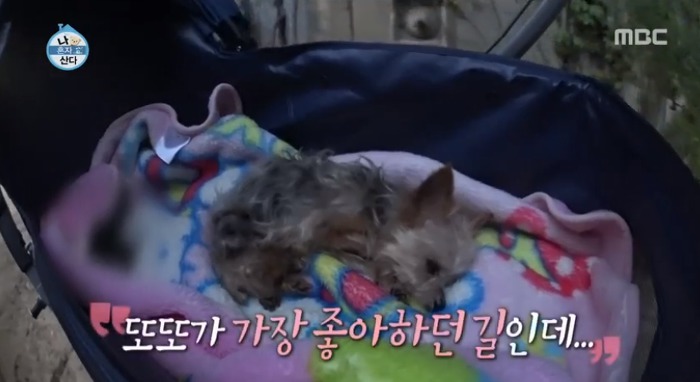 [나혼자산다] 전현무와 17살 반려견 또또 이야기.jpg | 인스티즈