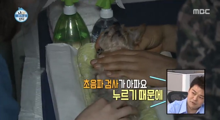 [나혼자산다] 전현무와 17살 반려견 또또 이야기.jpg | 인스티즈