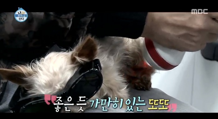 [나혼자산다] 전현무와 17살 반려견 또또 이야기.jpg | 인스티즈