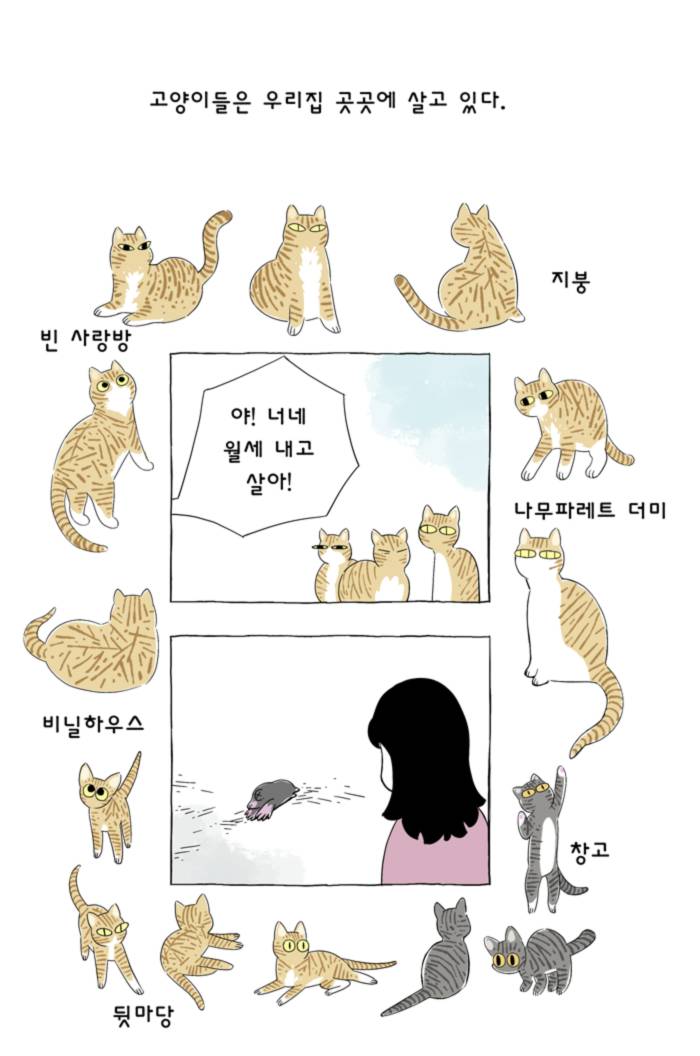 고양이 여덟마리와 살았다 | 인스티즈