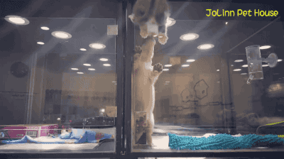 펫샵 유리벽이 답답했던 냥냥이와 댕댕이 | 인스티즈