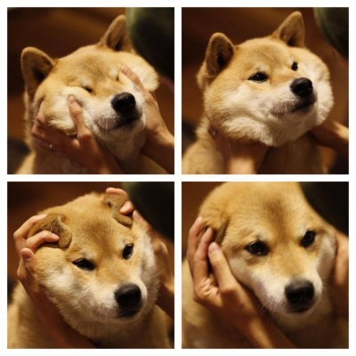 시바견 보고 가세여 | 인스티즈