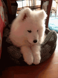 우리의 맴을 따스하게 데워줄 냥&댕모음 | 인스티즈