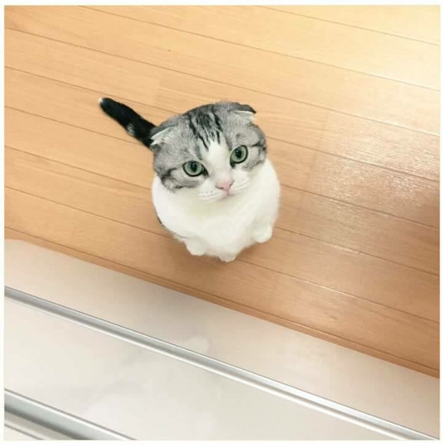 식사를 기다리는 고양이 | 인스티즈