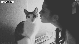 주인을 거부하는 고양이.gif | 인스티즈