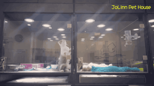 펫샵 유리벽이 답답했던 냥냥이와 댕댕이 | 인스티즈