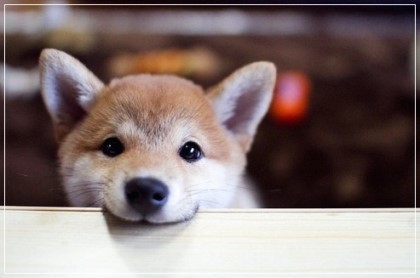 시바견 보고 가세여 | 인스티즈