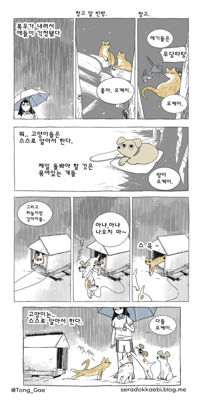 고양이 여덟마리와 살았다 | 인스티즈