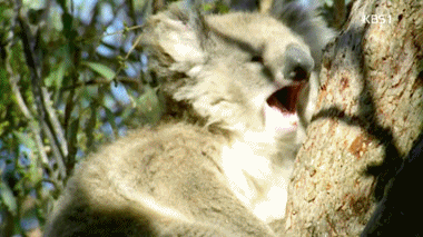 엄마의 응가먹는 아기코알라.gif | 인스티즈