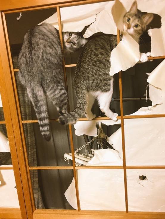 우리의 맴을 따스하게 데워줄 냥&댕모음 | 인스티즈