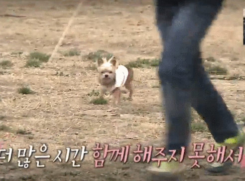 [나혼자산다] 전현무와 17살 반려견 또또 이야기.jpg | 인스티즈