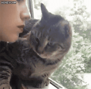 주인을 거부하는 고양이.gif | 인스티즈