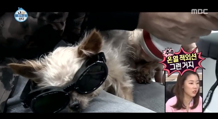 [나혼자산다] 전현무와 17살 반려견 또또 이야기.jpg | 인스티즈