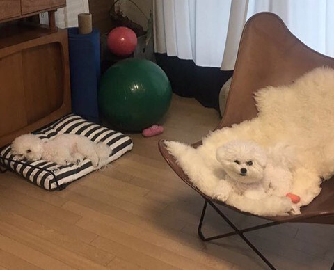 보면 기분좋아지는 댕댕이들 | 인스티즈