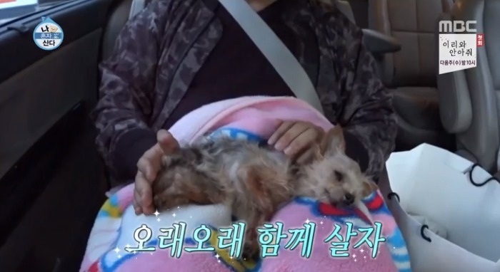 [나혼자산다] 전현무와 17살 반려견 또또 이야기.jpg | 인스티즈